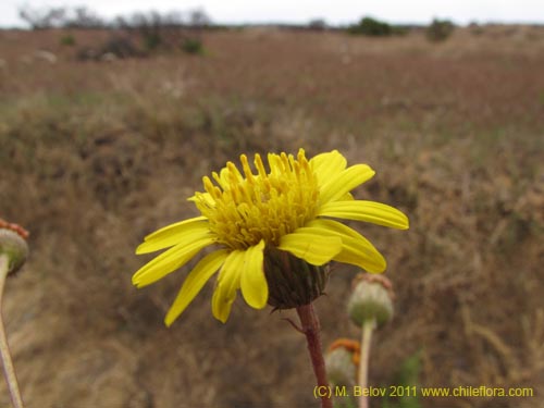 Haplopappus sp. #2382의 사진