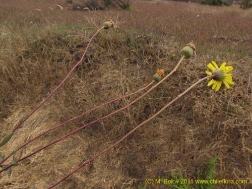 Image of Haplopappus sp. #2382 (). Click to enlarge parts of image.