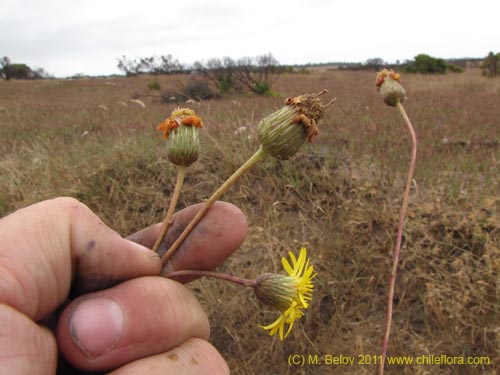 Imágen de Haplopappus sp. #2382 (). Haga un clic para aumentar parte de imágen.