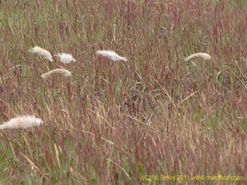 Poaceae sp. #2426的照片