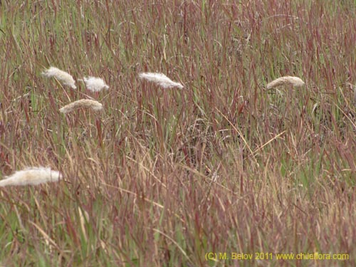 Imágen de Poaceae sp. #2426 (). Haga un clic para aumentar parte de imágen.