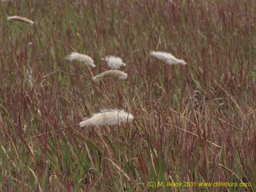 Imágen de Poaceae sp. #2426 (). Haga un clic para aumentar parte de imágen.