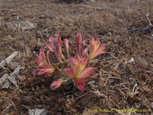 Bild von Alstroemeria cummingiana (). Klicken Sie, um den Ausschnitt zu vergrössern.