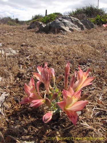 Bild von Alstroemeria cummingiana (). Klicken Sie, um den Ausschnitt zu vergrössern.