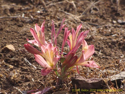 Alstroemeria cummingianaの写真