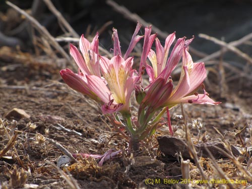 Bild von Alstroemeria cummingiana (). Klicken Sie, um den Ausschnitt zu vergrössern.