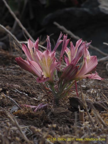 Alstroemeria cummingianaの写真