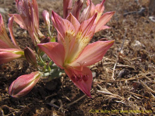 Alstroemeria cummingiana的照片