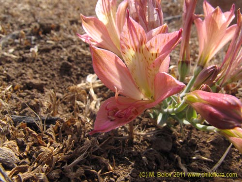 Alstroemeria cummingianaの写真