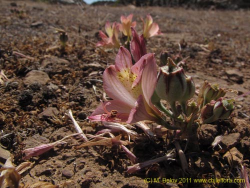 Alstroemeria cummingianaの写真