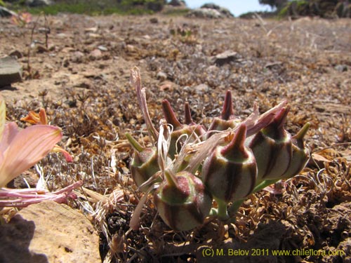 Bild von Alstroemeria cummingiana (). Klicken Sie, um den Ausschnitt zu vergrössern.