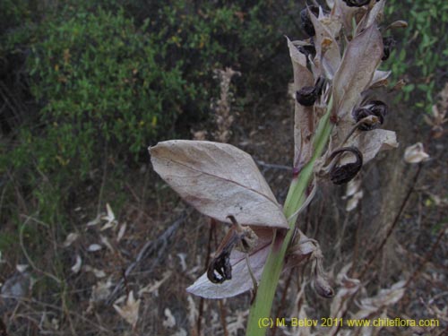 Imágen de Lobelia sp. #2390 (). Haga un clic para aumentar parte de imágen.