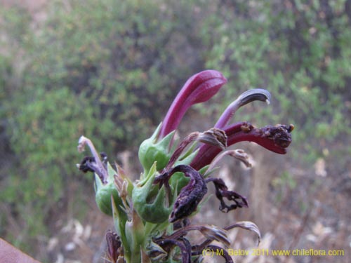 Image of Lobelia sp. #2390 (). Click to enlarge parts of image.
