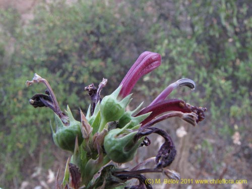 Bild von Lobelia sp. #2390 (). Klicken Sie, um den Ausschnitt zu vergrössern.