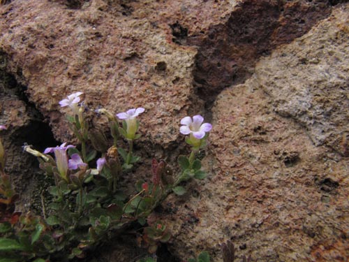 Image of Unidentified Plant sp. #2427 (). Click to enlarge parts of image.