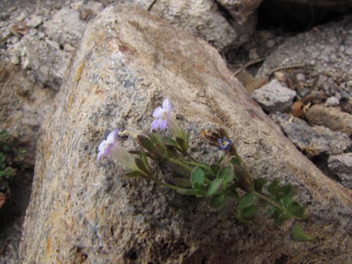 Imágen de Planta no identificada sp. #2427 (). Haga un clic para aumentar parte de imágen.