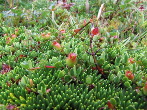Image of Gaultheria sp. #2440 (). Click to enlarge parts of image.