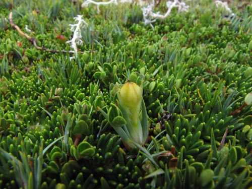 Imágen de Planta no identificada sp. #2434 (). Haga un clic para aumentar parte de imágen.