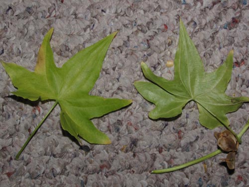 Image of Dioscorea reticulata (). Click to enlarge parts of image.