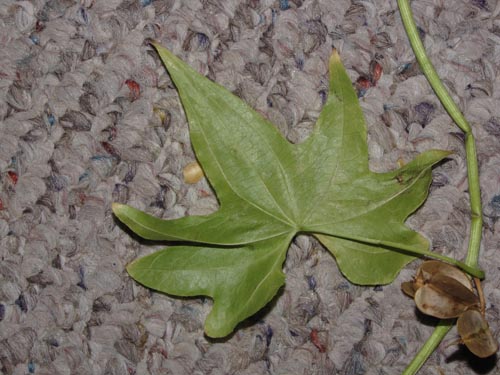 Image of Dioscorea reticulata (). Click to enlarge parts of image.