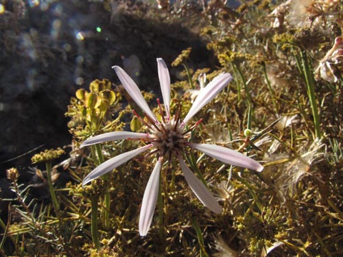 Image of Mutisia sp. #3123 (). Click to enlarge parts of image.