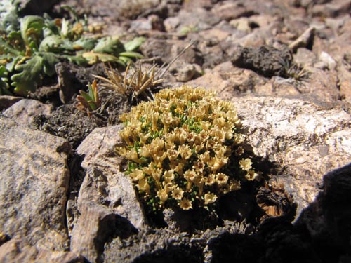 Imágen de Colobanthus lycopodioides (). Haga un clic para aumentar parte de imágen.