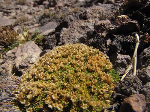 Bild von Colobanthus lycopodioides (). Klicken Sie, um den Ausschnitt zu vergrössern.