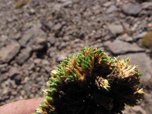 Bild von Colobanthus lycopodioides (). Klicken Sie, um den Ausschnitt zu vergrössern.