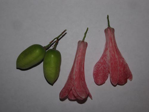 Image of Lapageria rosea (). Click to enlarge parts of image.