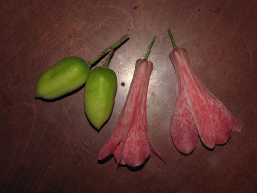 Imágen de Lapageria rosea (). Haga un clic para aumentar parte de imágen.