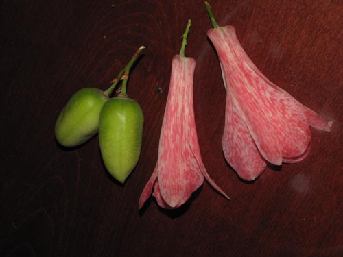 Image of Lapageria rosea (). Click to enlarge parts of image.