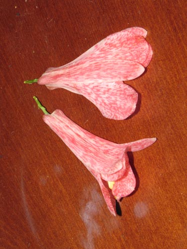 Imágen de Lapageria rosea (). Haga un clic para aumentar parte de imágen.