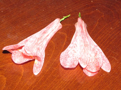 Image of Lapageria rosea (). Click to enlarge parts of image.