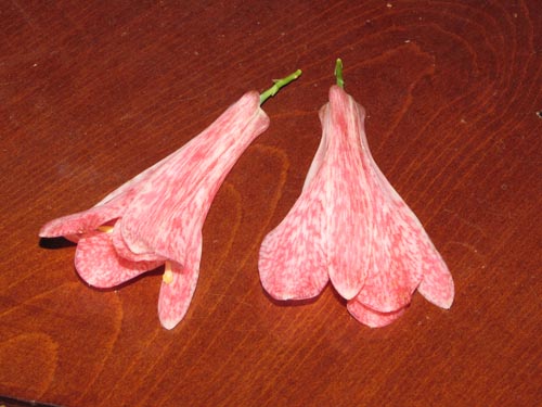 Image of Lapageria rosea (). Click to enlarge parts of image.