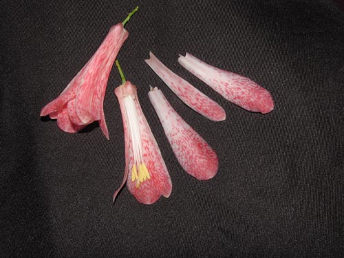 Image of Lapageria rosea (). Click to enlarge parts of image.