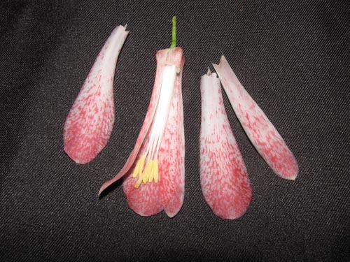 Image of Lapageria rosea (). Click to enlarge parts of image.