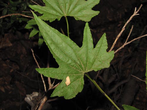 Image of Dioscorea reticulata (). Click to enlarge parts of image.