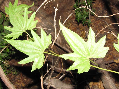 Image of Dioscorea reticulata (). Click to enlarge parts of image.