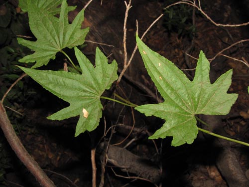 Dioscorea reticulataの写真