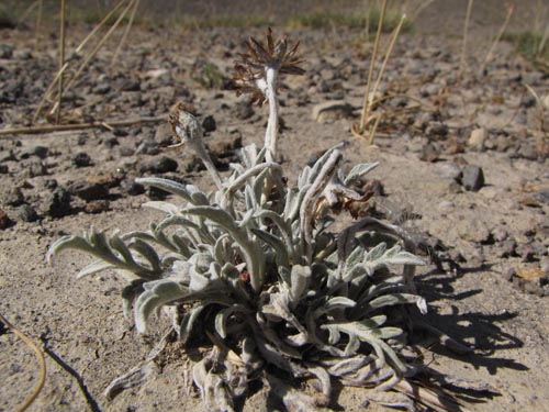 Image of Unidentified Plant sp. #3119 (). Click to enlarge parts of image.