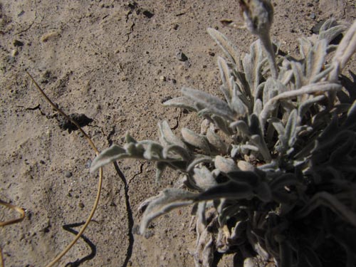 Image of Unidentified Plant sp. #3119 (). Click to enlarge parts of image.