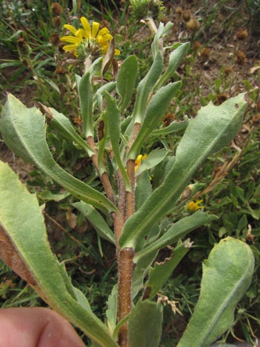 Bild von Haplopappus sp. #3127 (). Klicken Sie, um den Ausschnitt zu vergrössern.