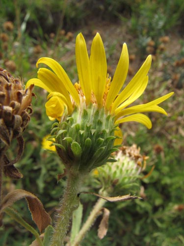 Image of Haplopappus sp. #3127 (). Click to enlarge parts of image.