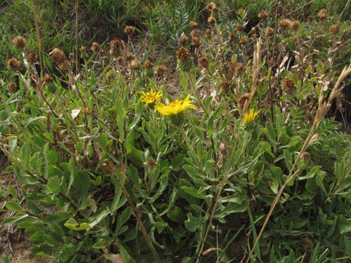 Image of Haplopappus sp. #3127 (). Click to enlarge parts of image.