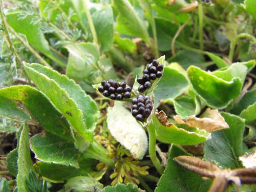 Image of Viola maculata (Violeta amarilla). Click to enlarge parts of image.