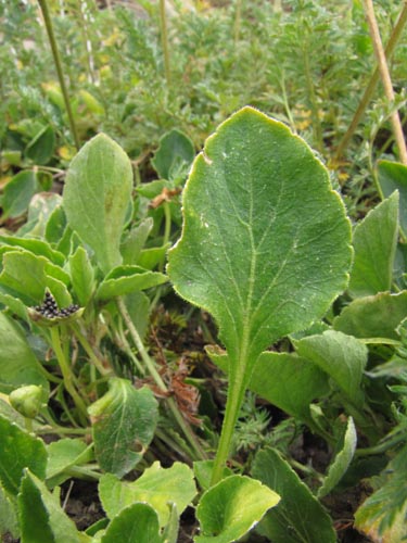 Image of Viola maculata (Violeta amarilla). Click to enlarge parts of image.