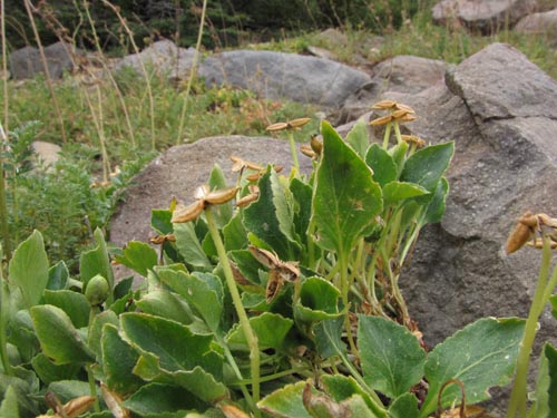 Фотография Viola maculata (Violeta amarilla). Щелкните, чтобы увеличить вырез.