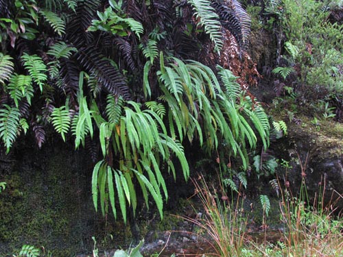 Фотография Blechnum arcuatum (). Щелкните, чтобы увеличить вырез.