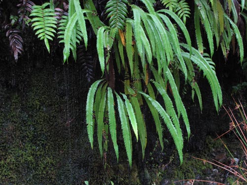 Blechnum arcuatumの写真