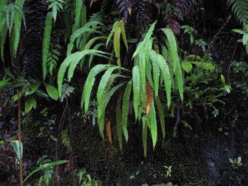 Image of Blechnum arcuatum (). Click to enlarge parts of image.